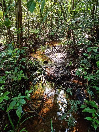 La Montagne des Singes-Kourou必去景点