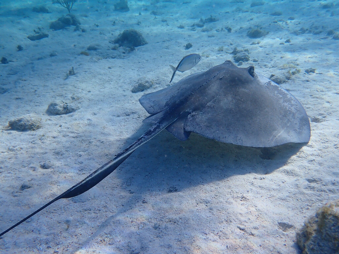 Captain Marvin's Watersports Ltd.-普罗维登西亚莱斯必去景点