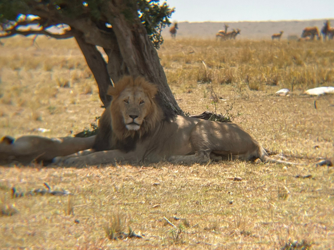 Wild Voyager-纽约市必去景点