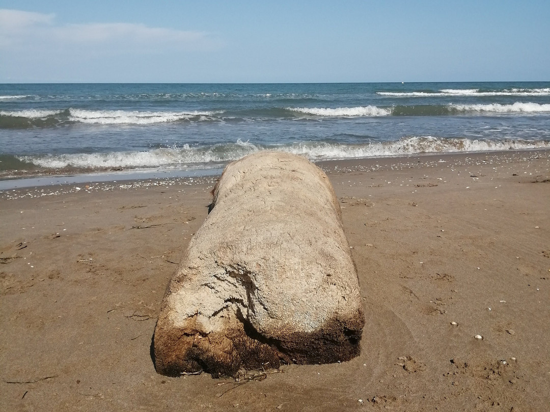 Playa La Punta del Fangar景点图片