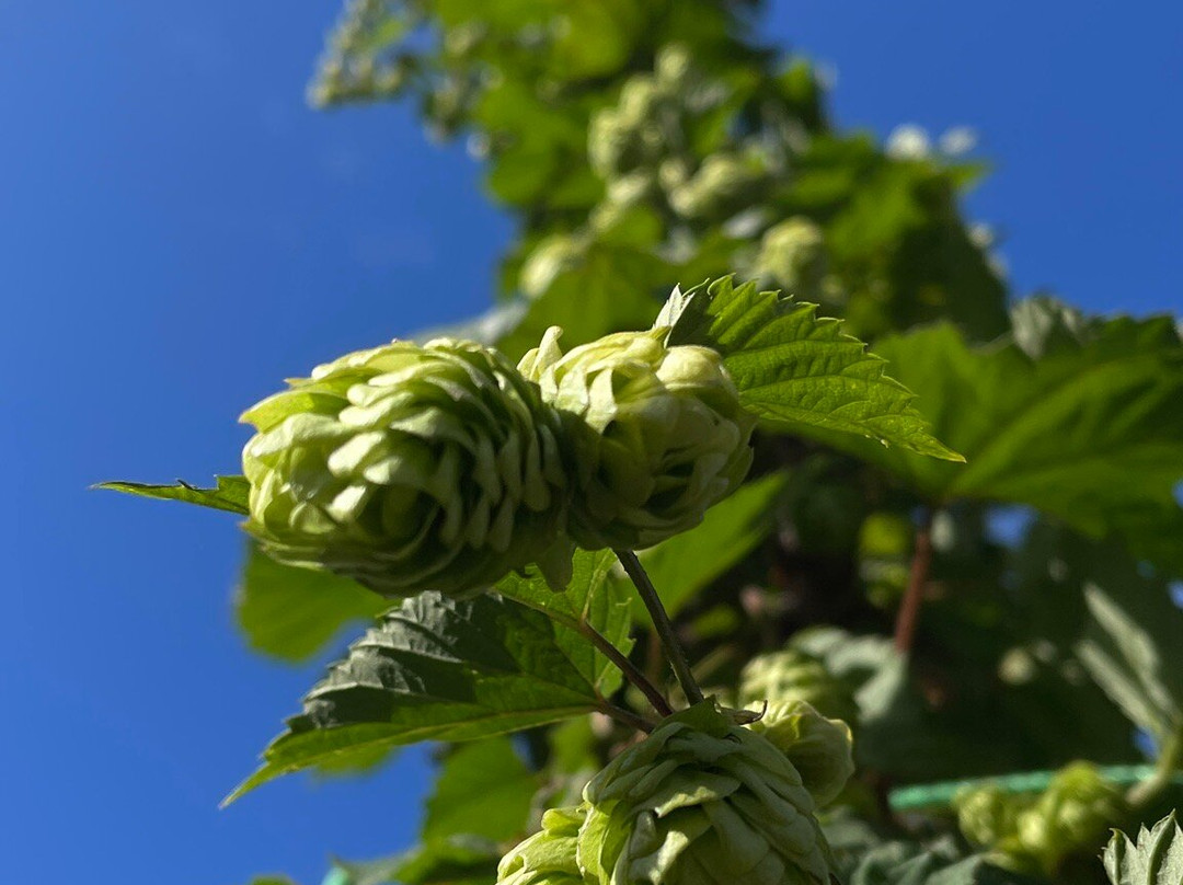 Coliumo-Tome必去景点