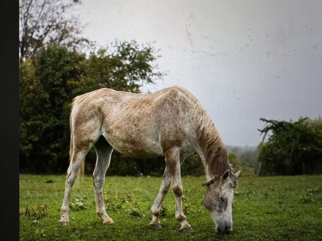 Briar Patch Bed & Breakfast Inn主图