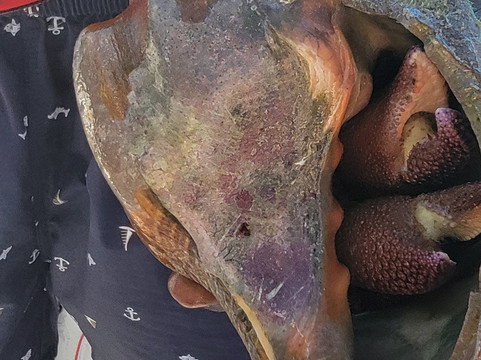 Bahamas Adventures-弗里波特必去景点