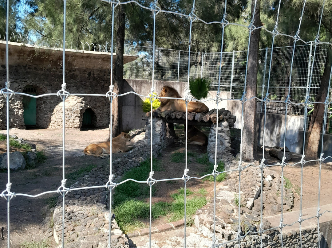 Zoologico de Moroleon景点图片