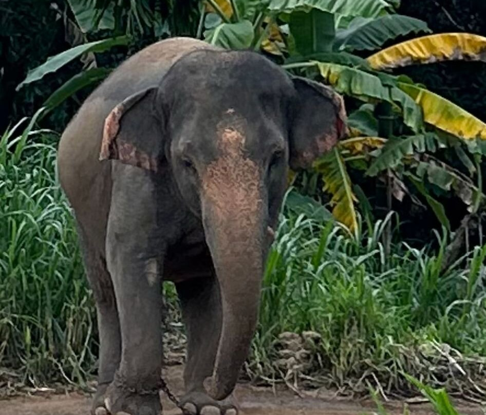 Ban Chang Thai - Elephant Camp景点图片