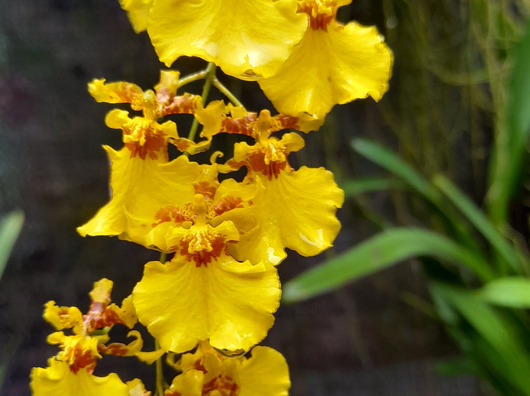 Ceylon Kingsmen Garden-尼甘布必去景点