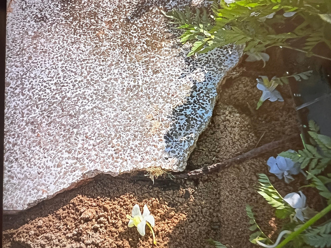 Cementerio Los Cipreses