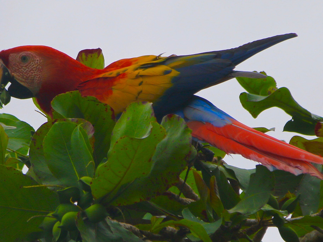 Costa Rica Peche Passion景点图片