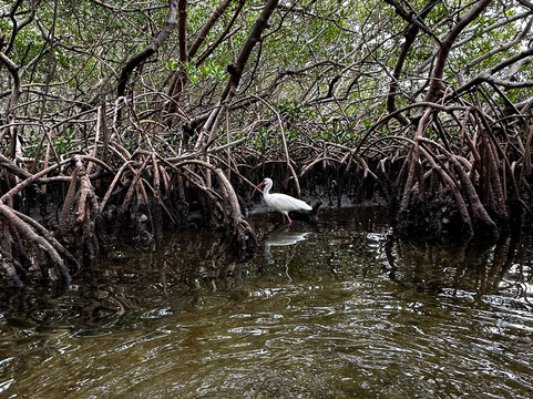 Sea Life Kayak Adventures-萨拉索塔必去景点