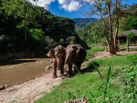 Smile Elephant Chiang Mai-夜登必去景点