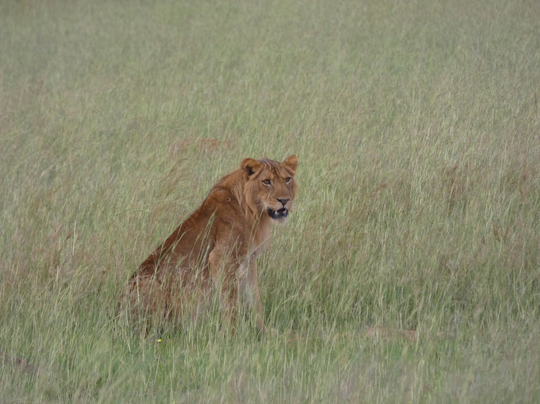 Gorilla Riddles-坎帕拉必去景点