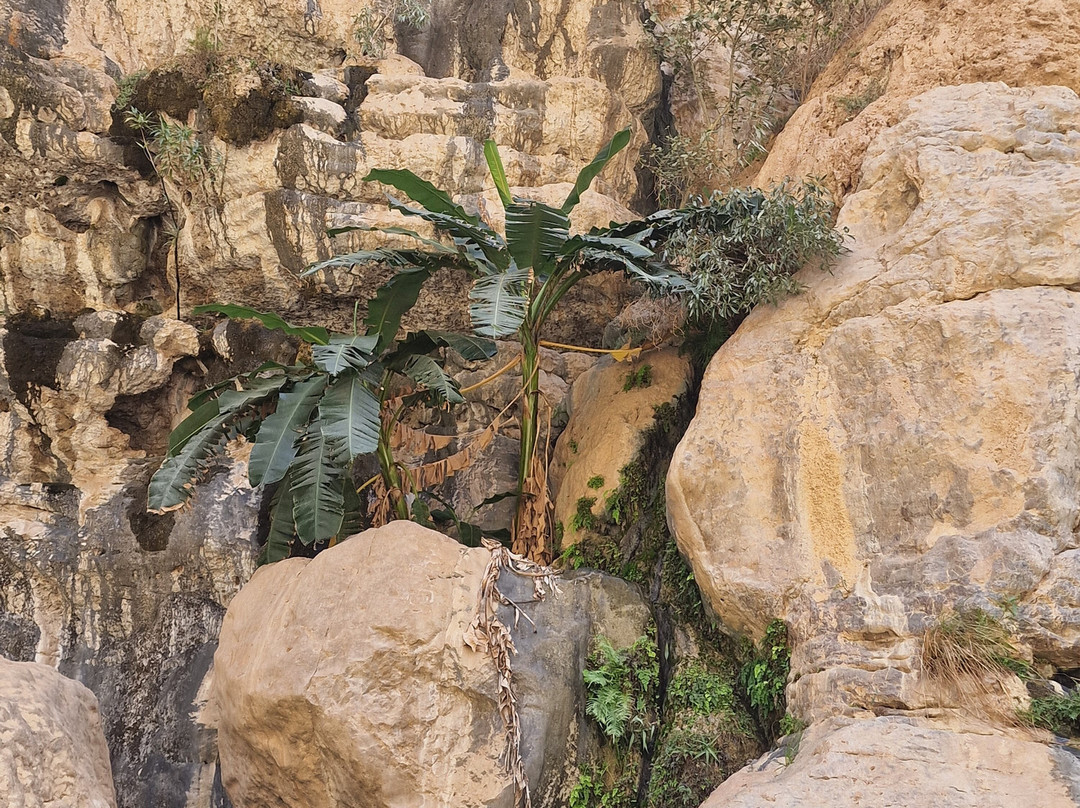 Wadi Tiwi Mibam Adventure景点图片