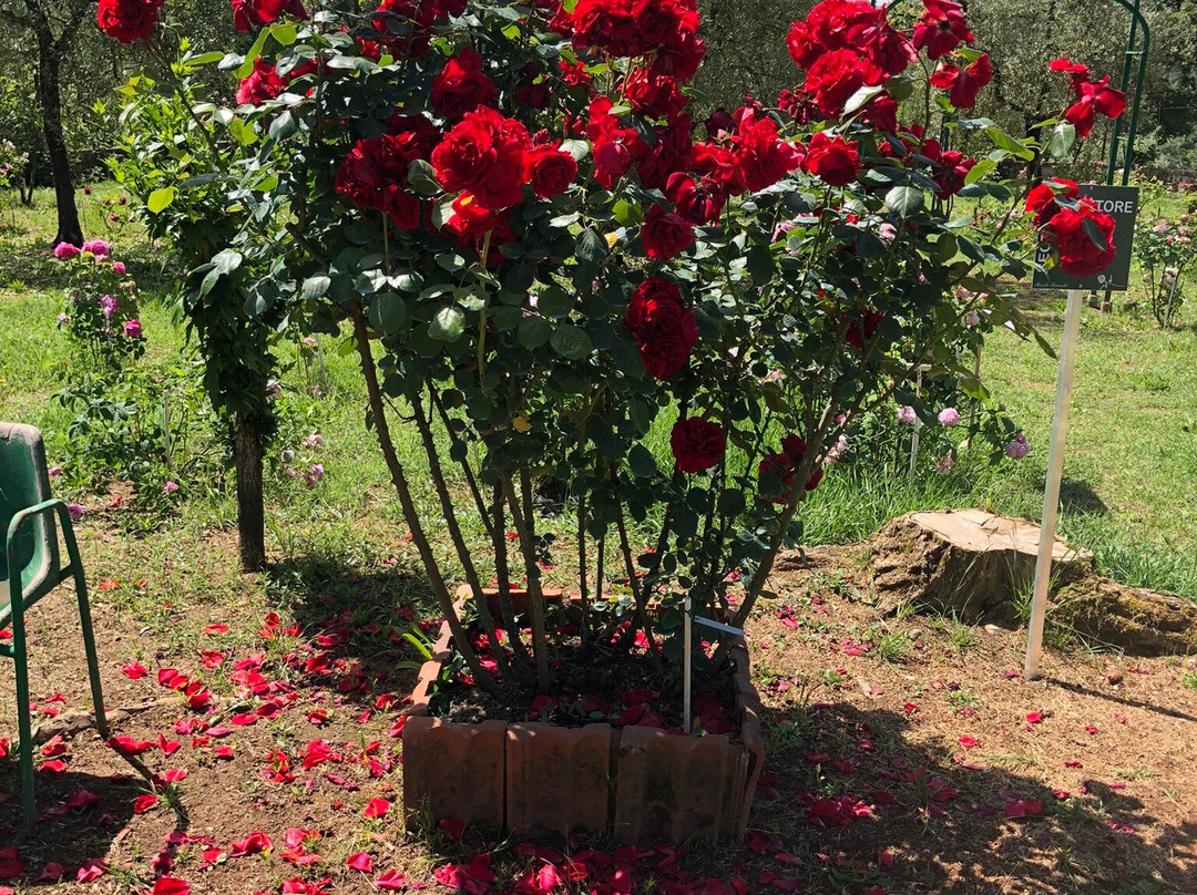 Roseto Botanico Carla Fineschi景点图片