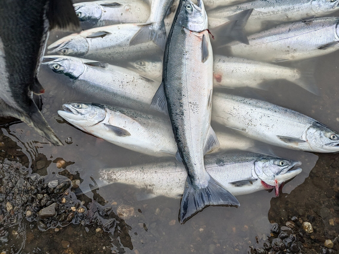 All Time Fishing-Kasilof必去景点