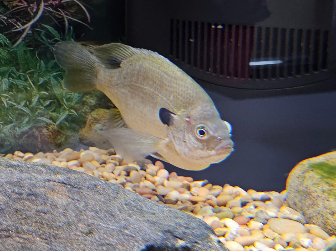 Appalachian Rivers Aquarium景点图片