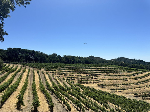 Kamen Estate Wines-索诺玛必去景点