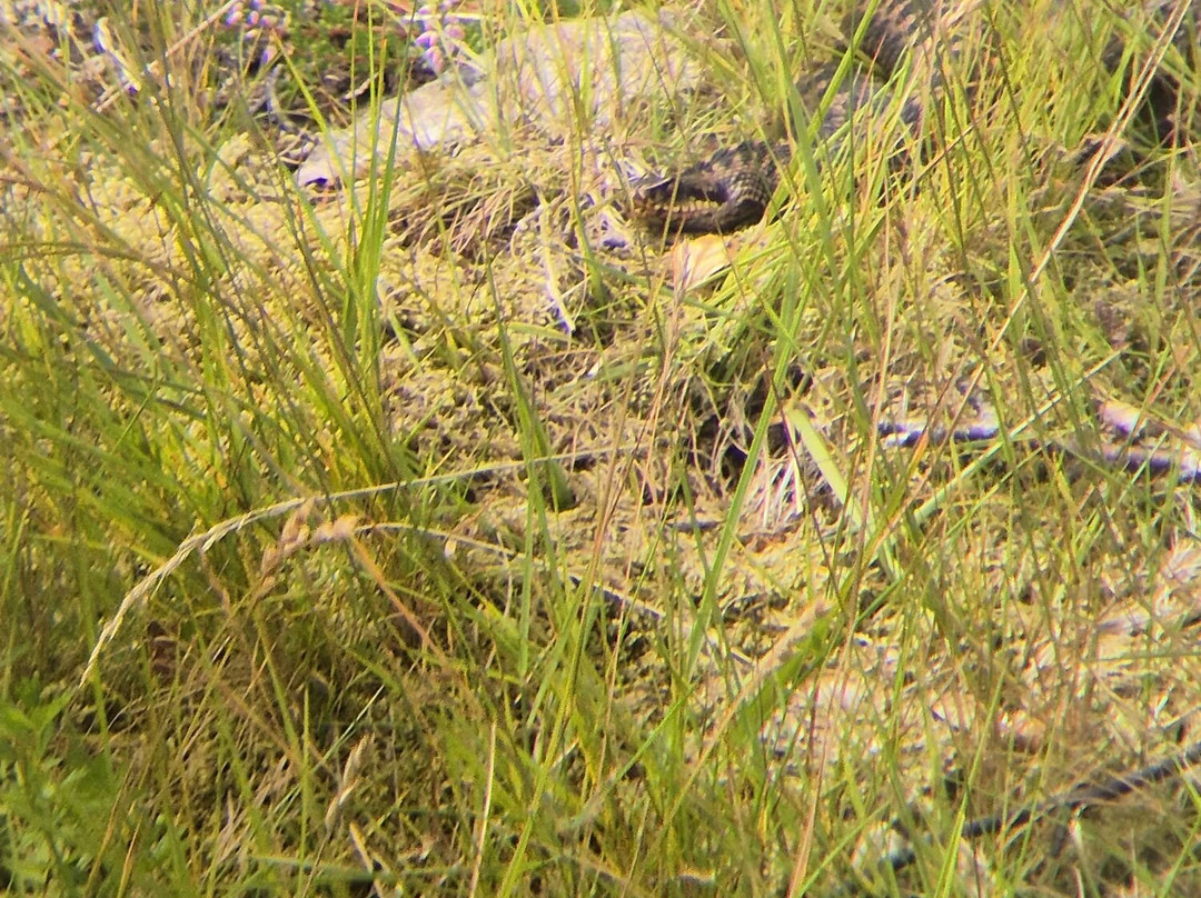 Wildlife on Mull景点图片