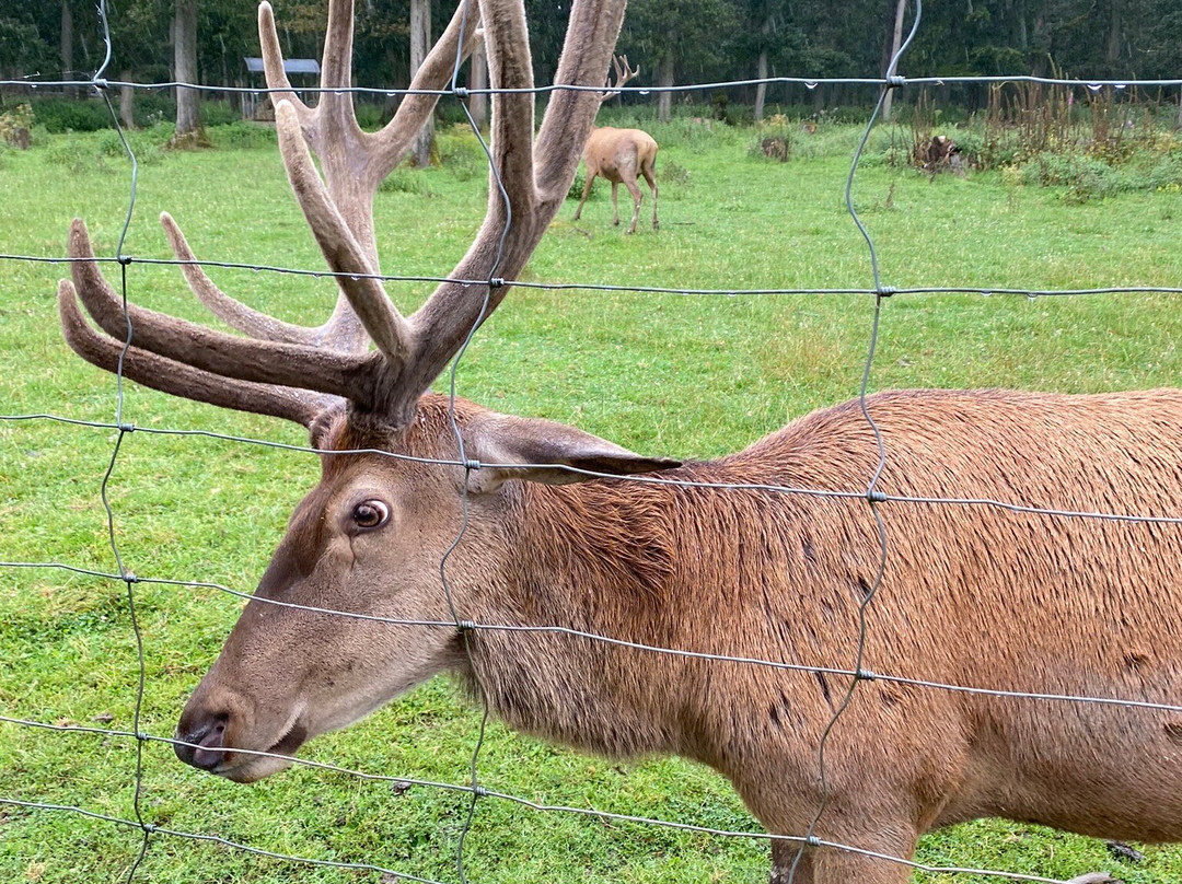 Tierpark Rheinböllen-Rheinbollen必去景点