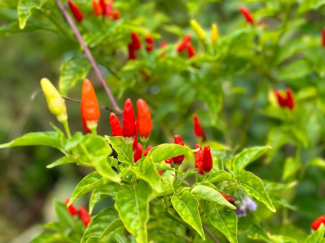 Kauai Farmacy-基拉韦厄必去景点