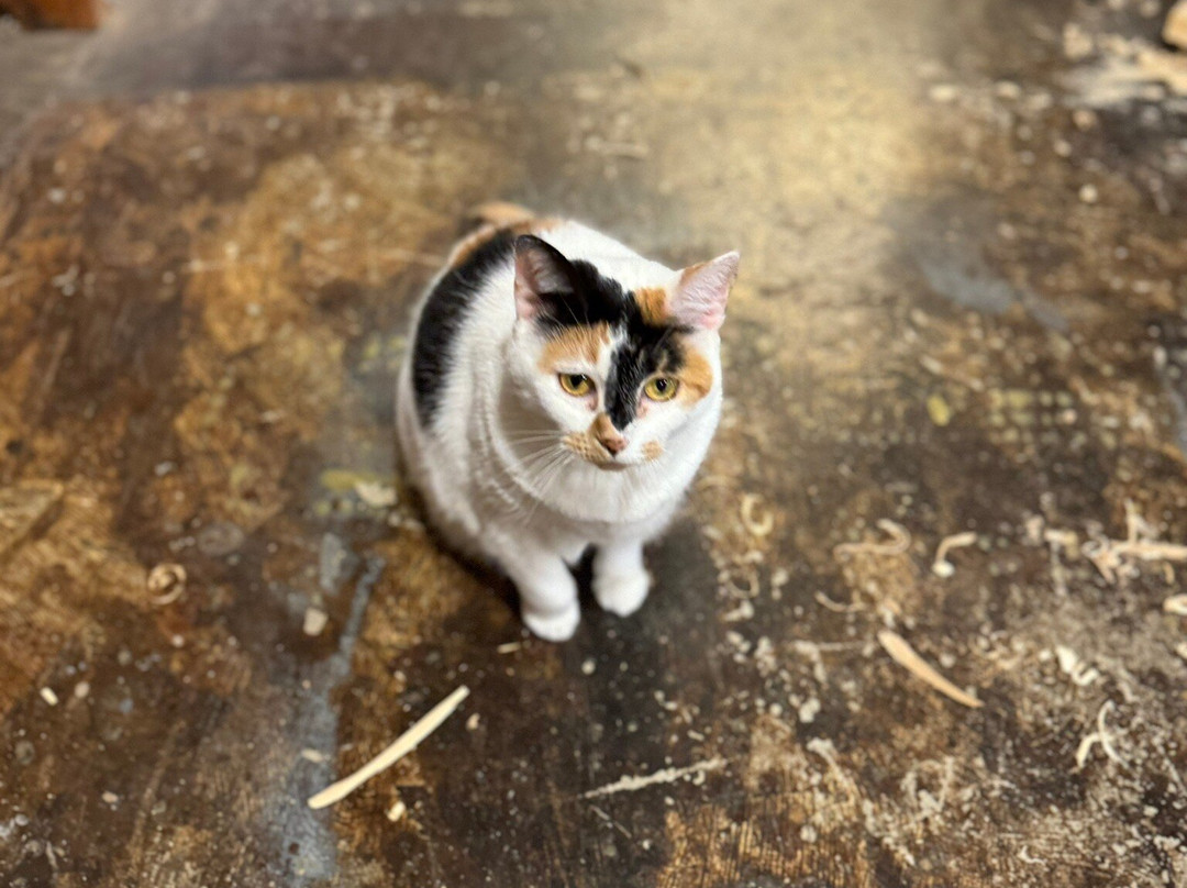 RVP~1875 Historic Furniture Shop & Museum-Jefferson必去景点