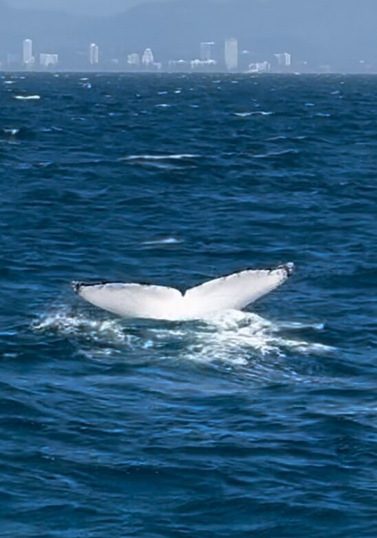Spirit of Gold Coast Whale Watching-梅因海滩必去景点