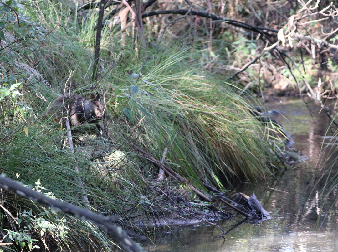 Tidbinbilla Nature Reserve景点图片