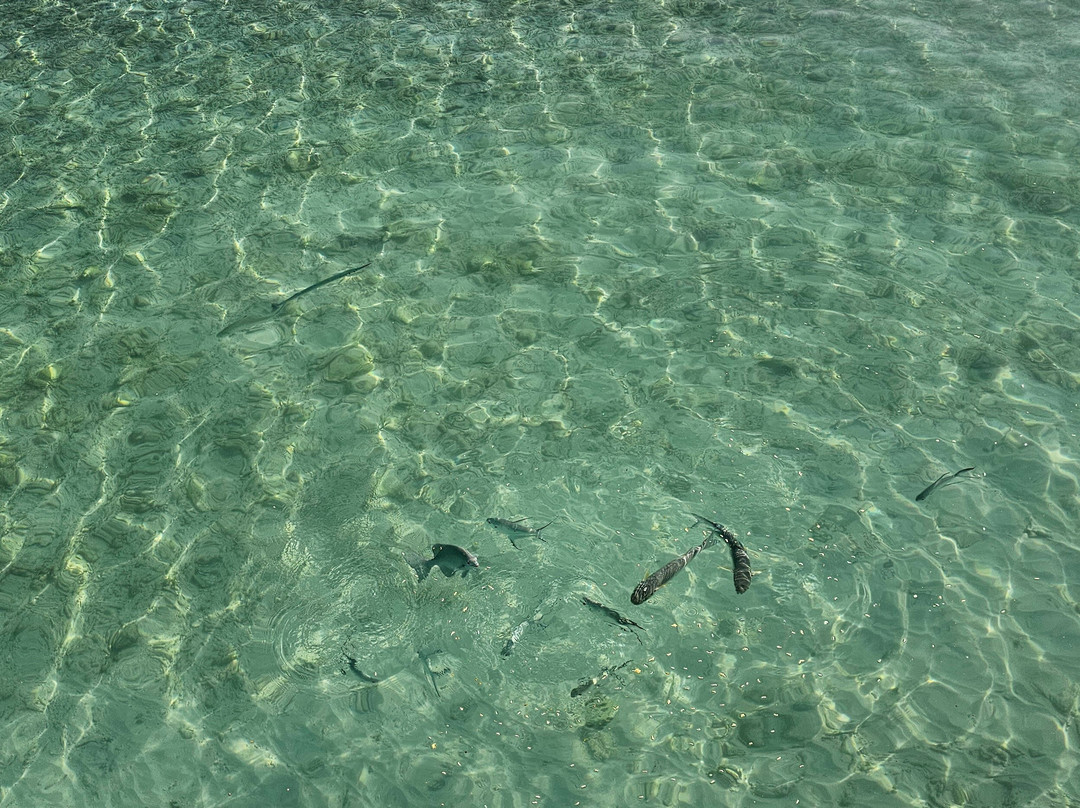 Ocean Fanatics-Fonimagoodhoo Island必去景点