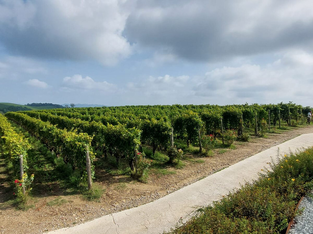 Azienda Agricola Conterno Fantino景点图片