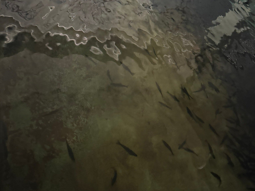 Platte River State Fish Hatchery景点图片