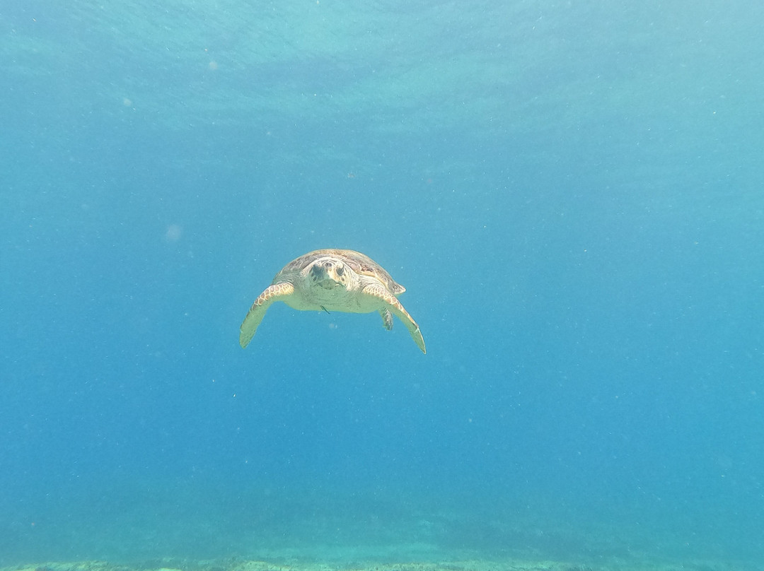 Sun & Fun Adventure Ltd. - Diving Center-Coral Bay必去景点