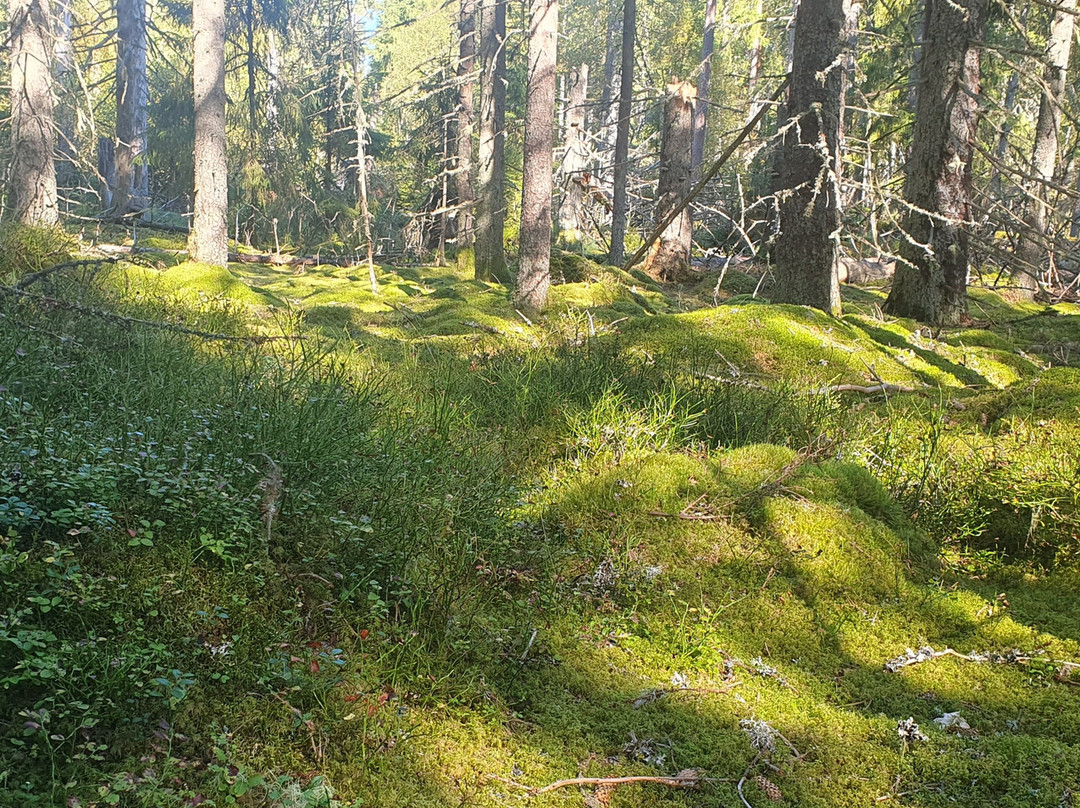 Store Mosse Nationalpark-Hillerstorp必去景点