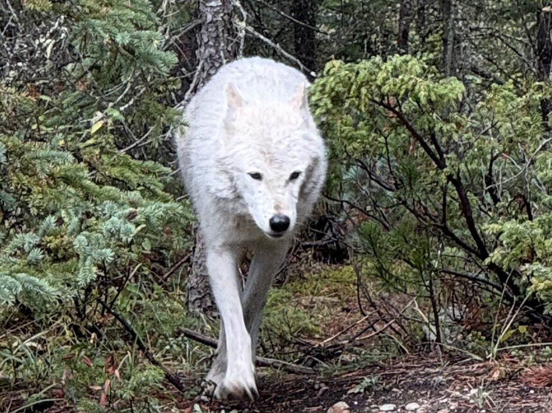 Northern Lights Wildlife Wolf Centre景点图片