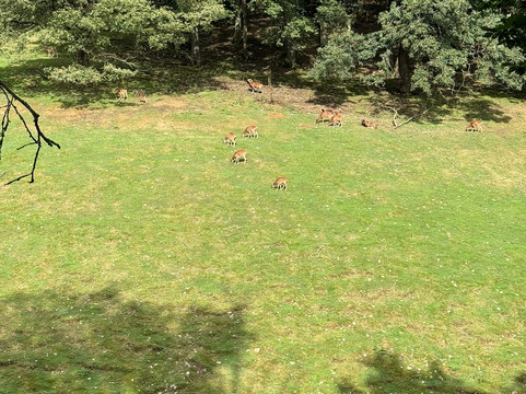 Wildpark Schmidt-Schmidt必去景点