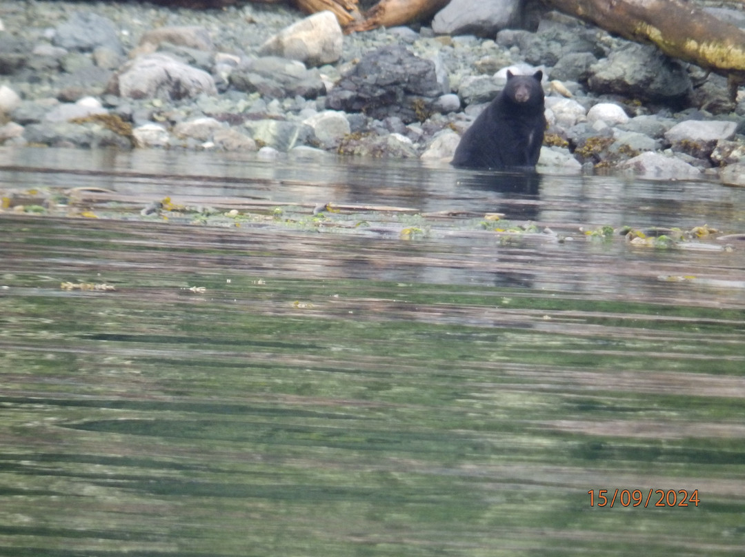 Seasmoke Whale Watching-Alert Bay必去景点