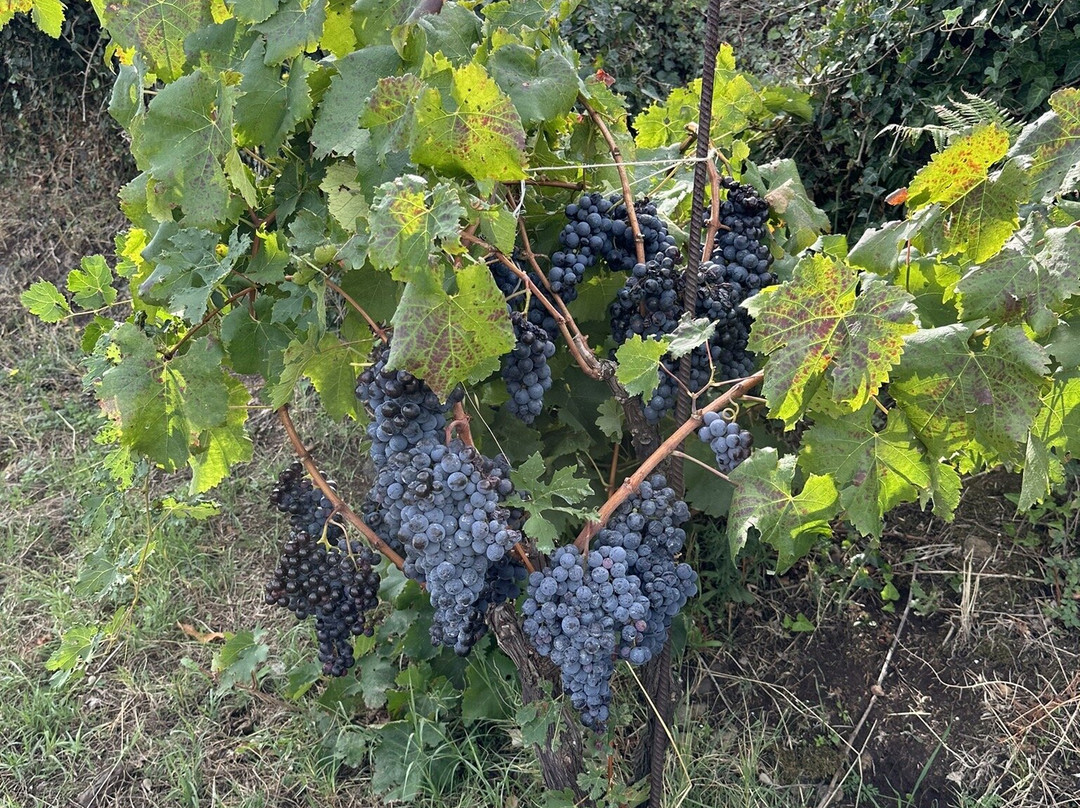 Azienda Agricola Filippo Grasso景点图片