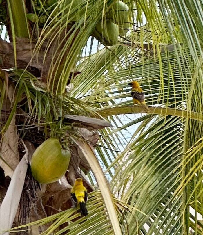 Port Bonaire Residencia主图