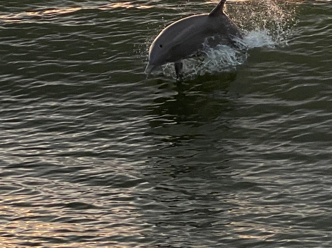 Dolphin Cruise aboard the Cold Mil Fleet-橙色海湾必去景点