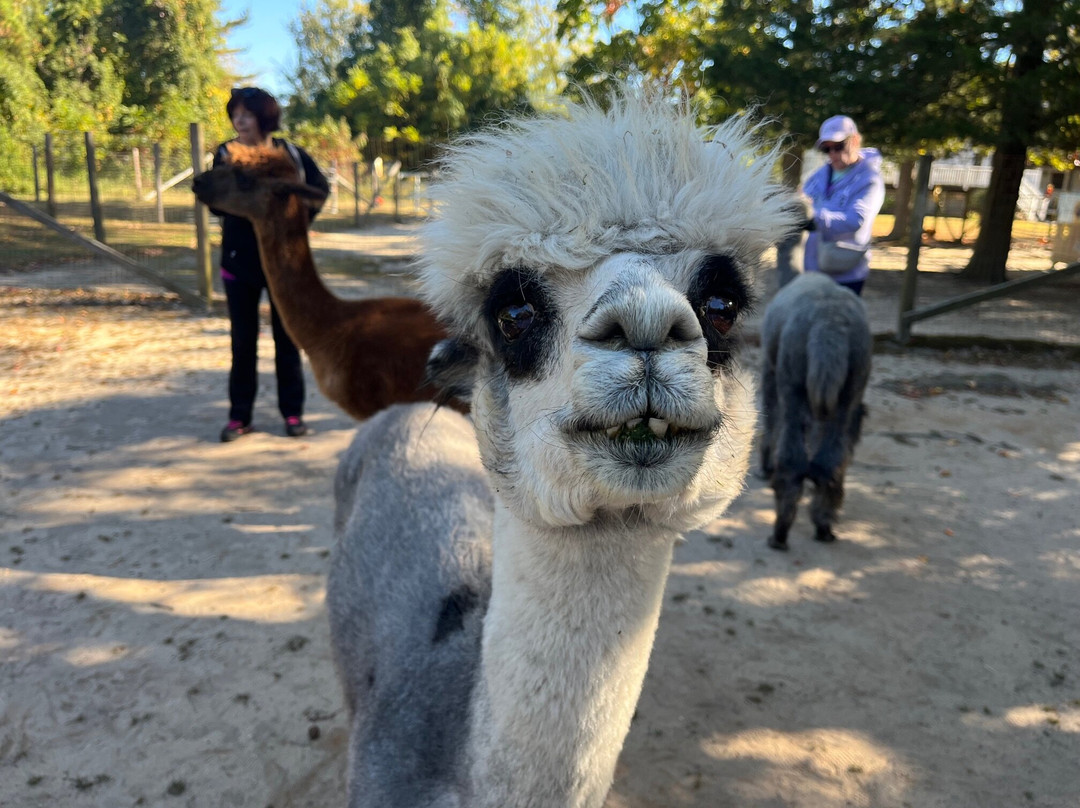 Jersey Shore Alpacas景点图片