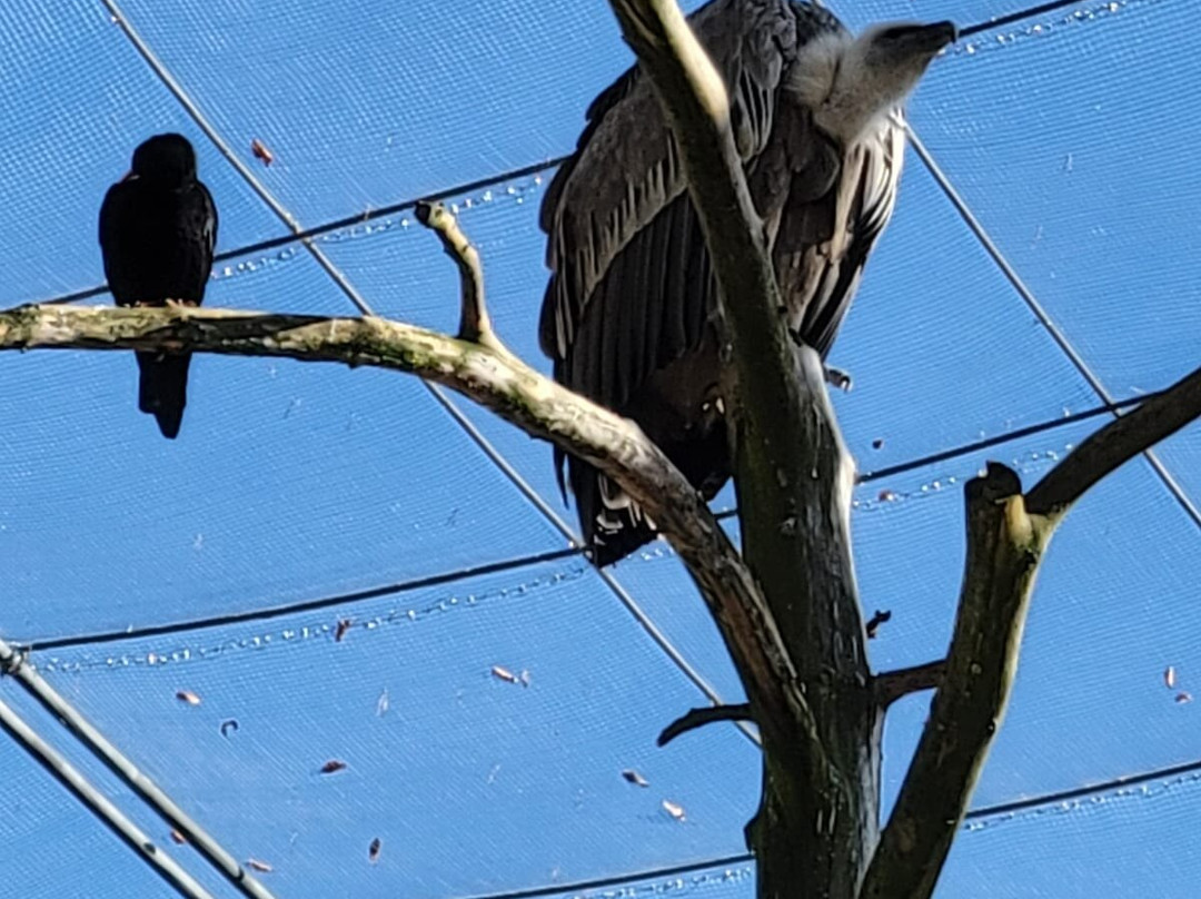 Alpenzoo-茵斯布鲁克必去景点