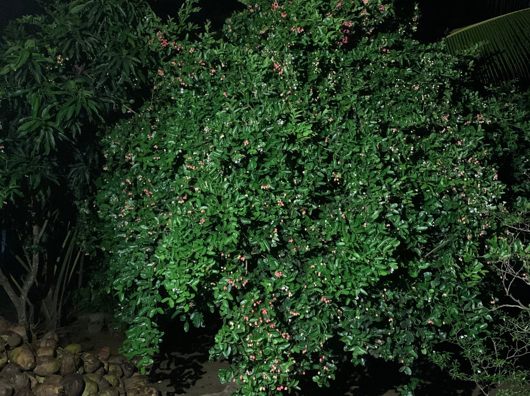 Unplanned Trips In Sri Lanka-Agunukolapelessa必去景点