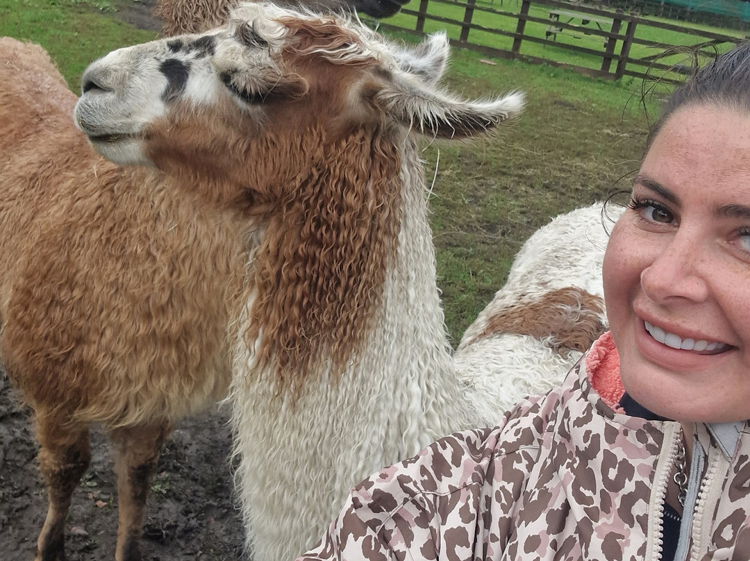Humber Llamas景点图片