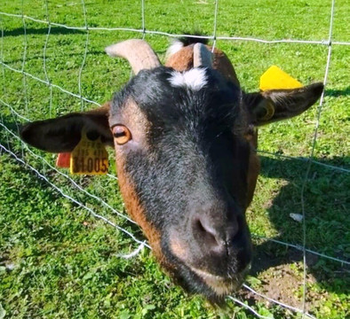 Ferme de La Cressonnière