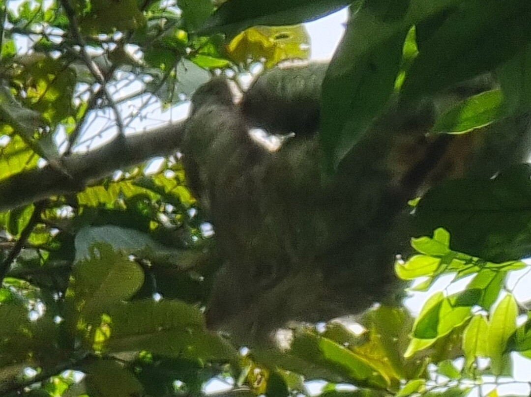 Pacific jungle adventures景点图片