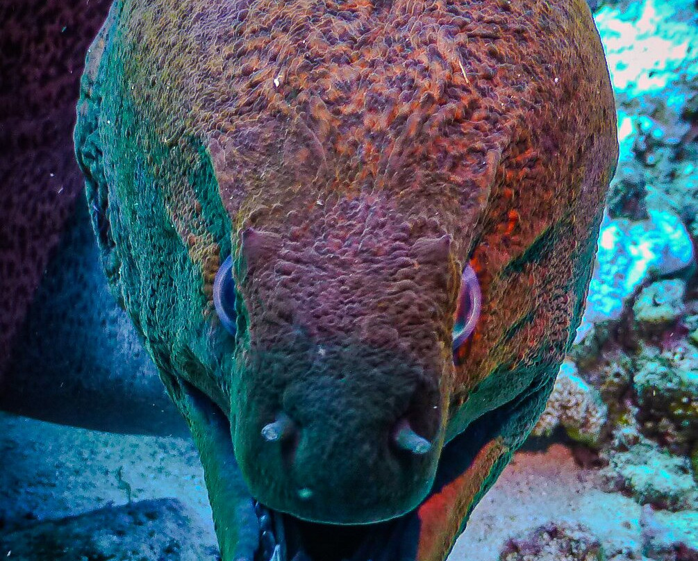 Blue Submarine Diving Center Safaga-Safaga必去景点