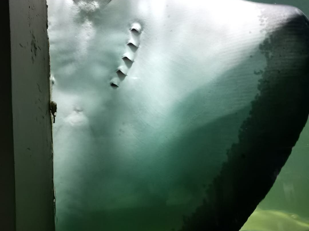 Acqua Mundo-瓜鲁雅必去景点