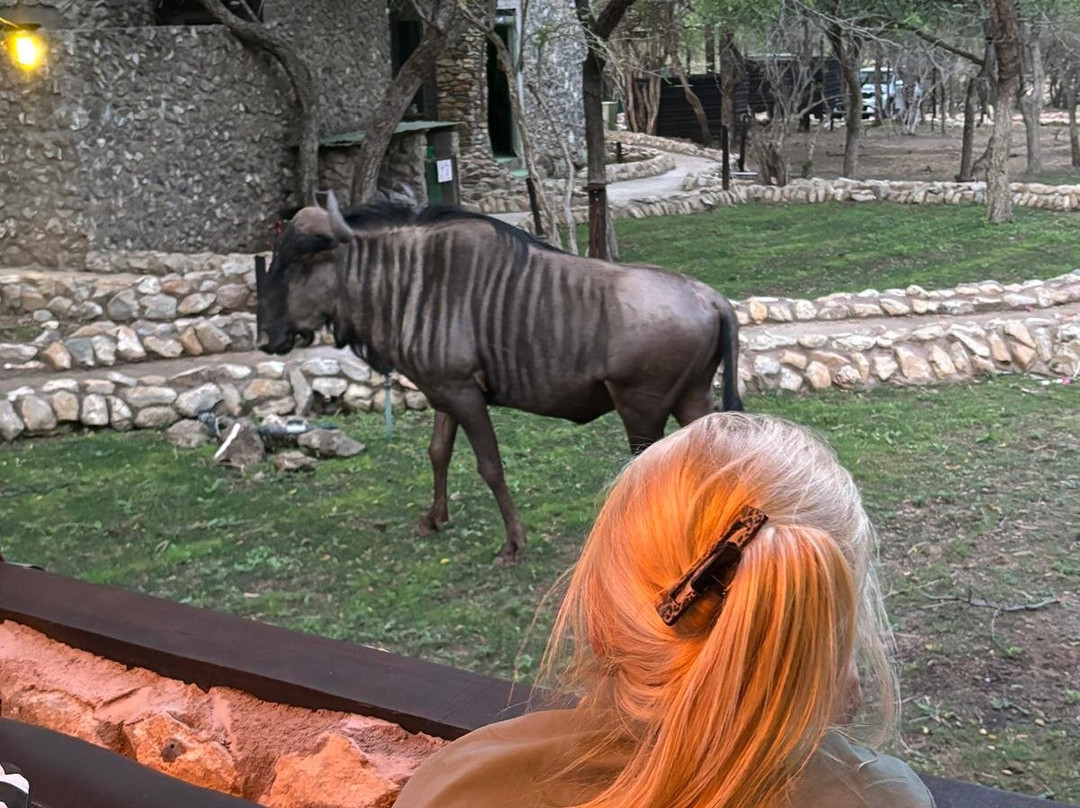 Foxy Crocodile Bush Lodge & Kruger Safaris主图