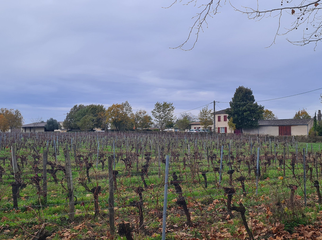 Vignoble Pestoury景点图片