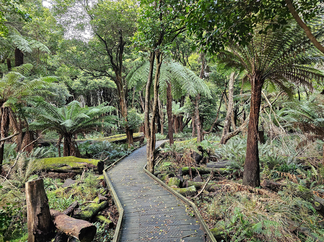 Lilly Pilly Gully景点图片