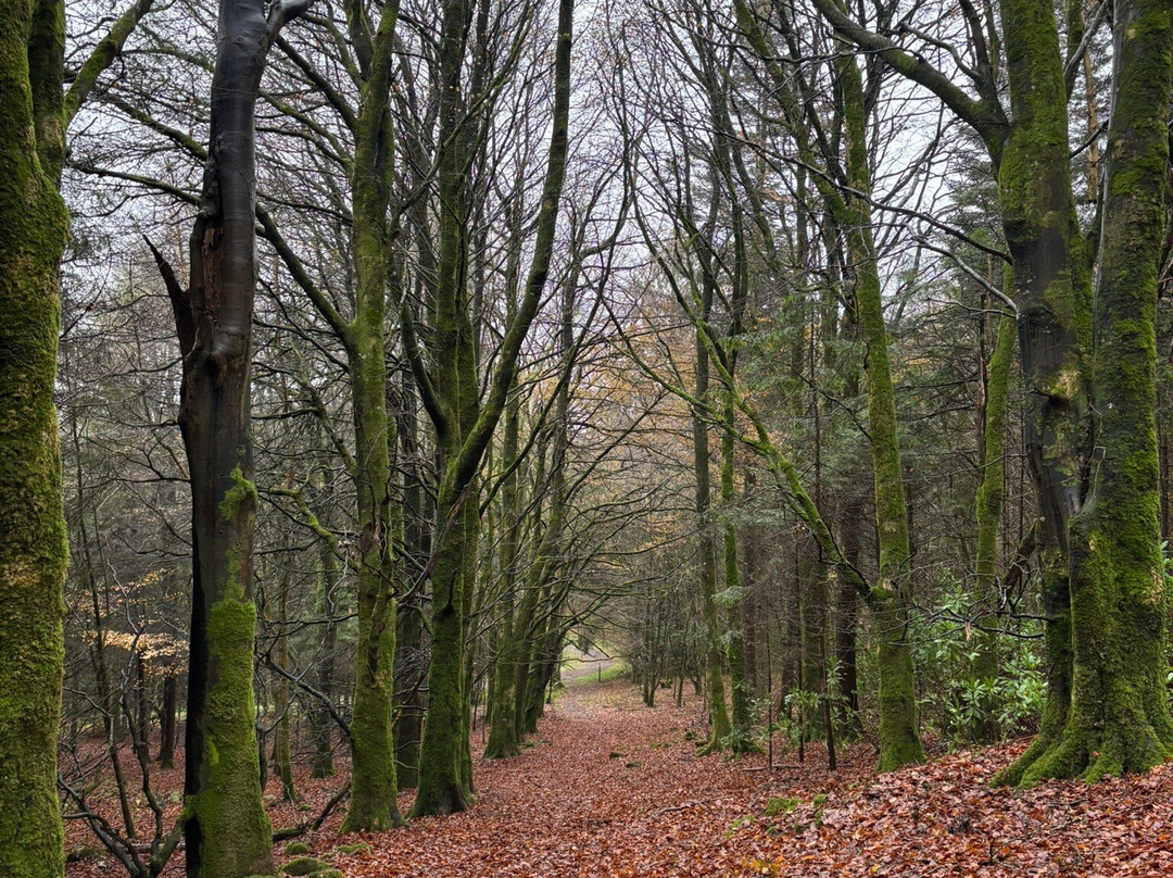 Rossmore Forest Park, Monaghan-Monaghan必去景点