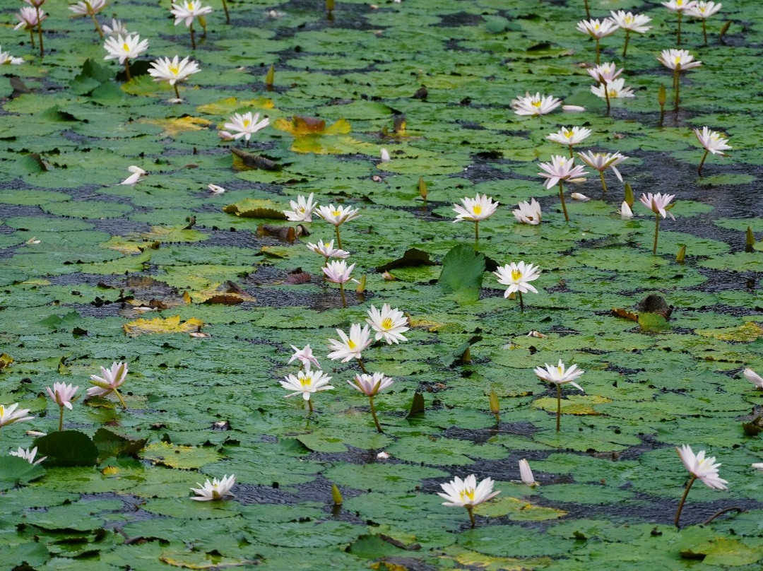 Lotus Lagoon-甘地达萨必去景点